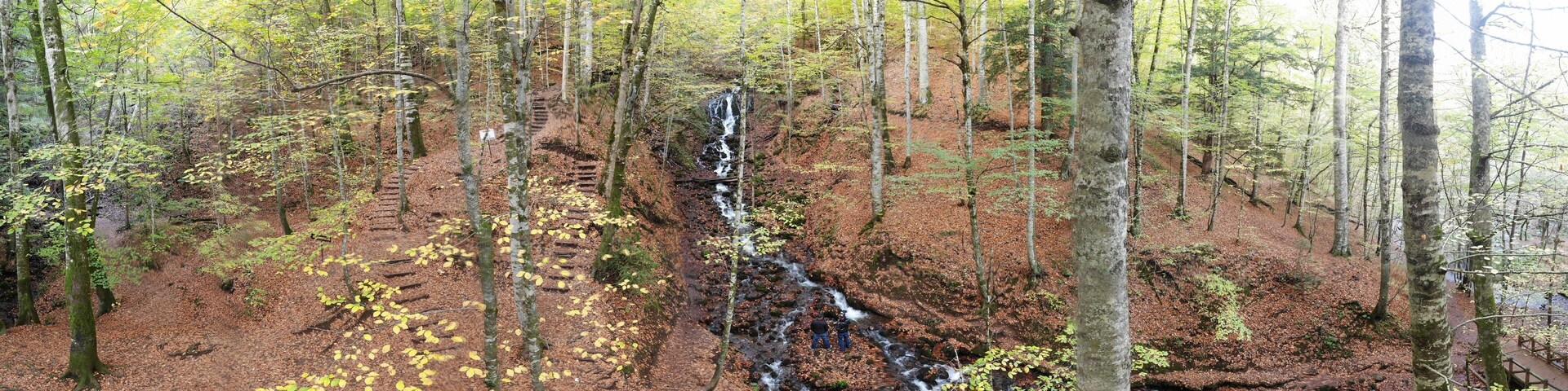 A forest with a waterfall and a wooden staircase.