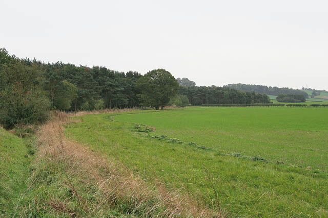 A green field with a dirt path and dense trees in the background.