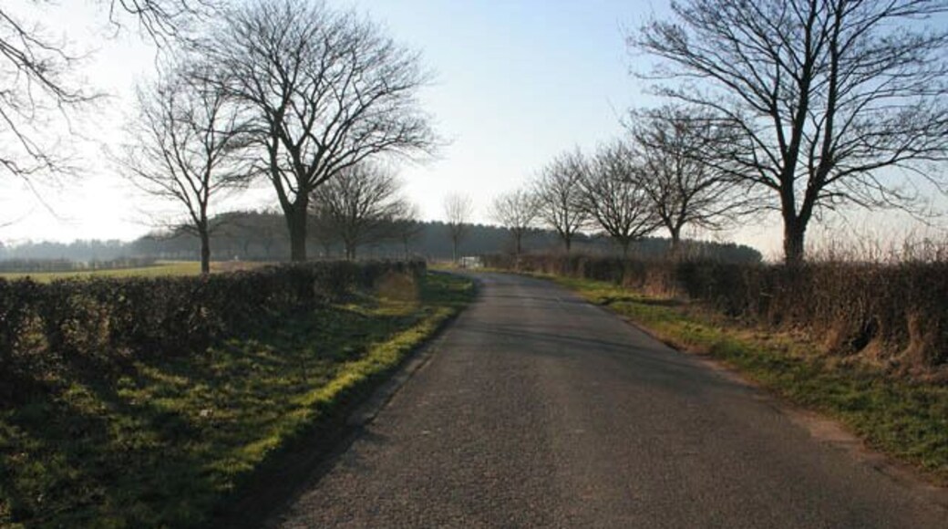 Hall Road near Buckminster. Looking towards Buckminster from the view point in 703028, New Rookery wood on the horizon.