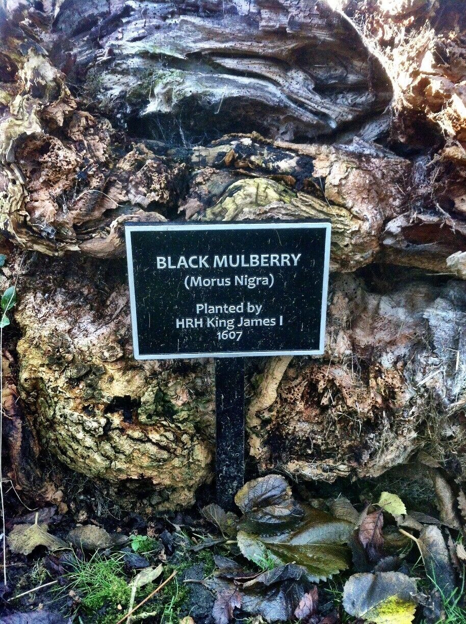 A Very Old Tree ! Planted by HRH King James 1 in 1607 !!   #desktop #localgem