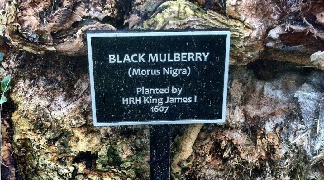 A Very Old Tree ! Planted by HRH King James 1 in 1607 !! #desktop #localgem