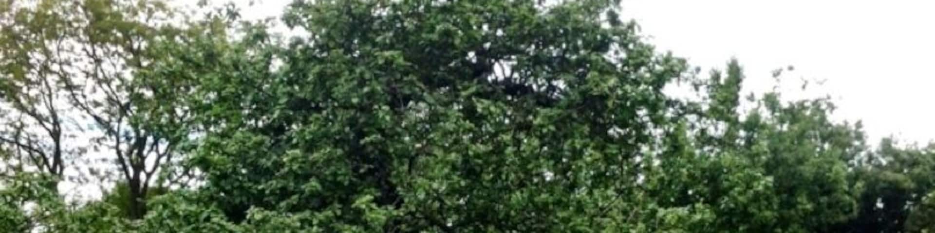 #TreeTrove The actual original very same Isaac Newton apple tree !! #trover