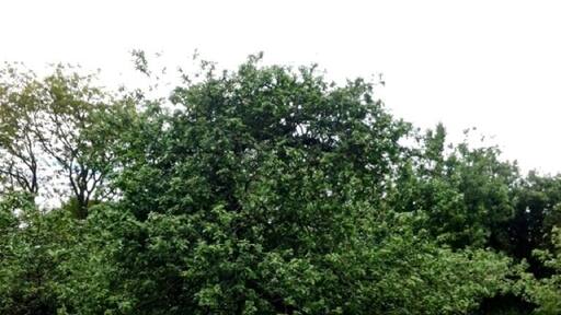 #TreeTrove The actual original very same Isaac Newton apple tree !! #trover