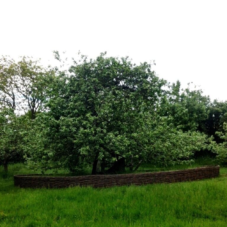 A green field with a stone wall and a tree.