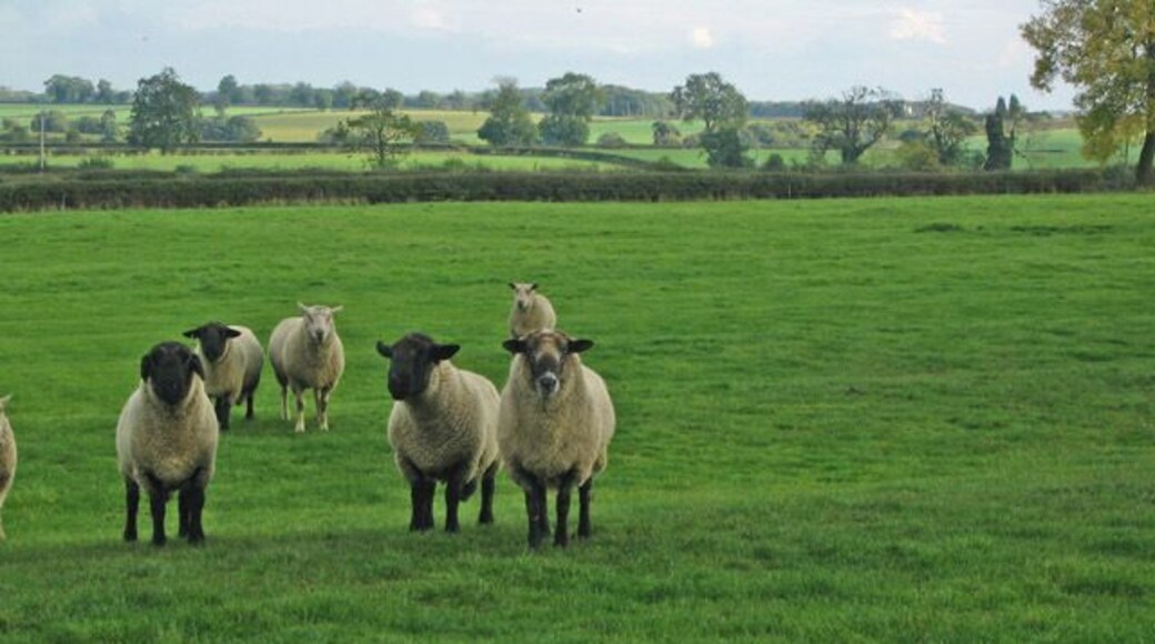 Curious sheep at Skillington.