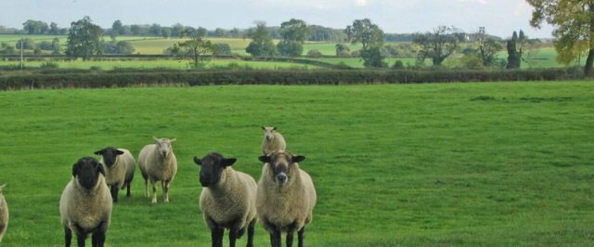 A green field with several sheep.