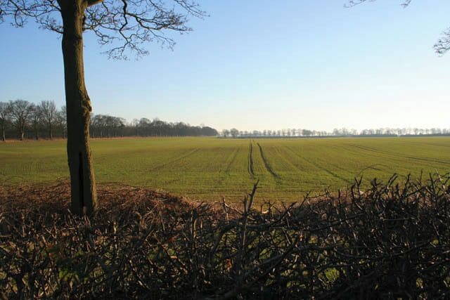 Farmland near Buckminster Looking SSE from Hall Road: winter wheat as far as the eye can see.