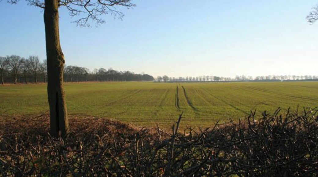 Farmland near Buckminster Looking SSE from Hall Road: winter wheat as far as the eye can see.