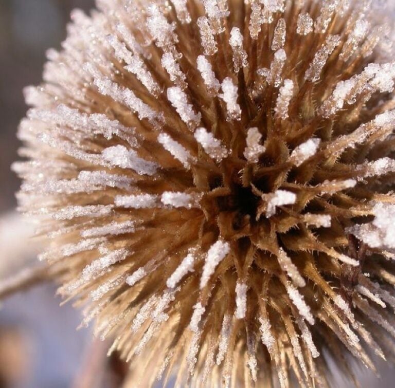 Frozen Teasel 