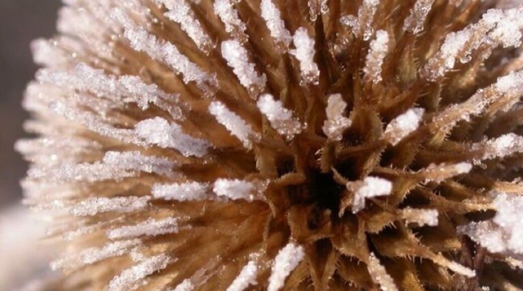 Frozen Teasel