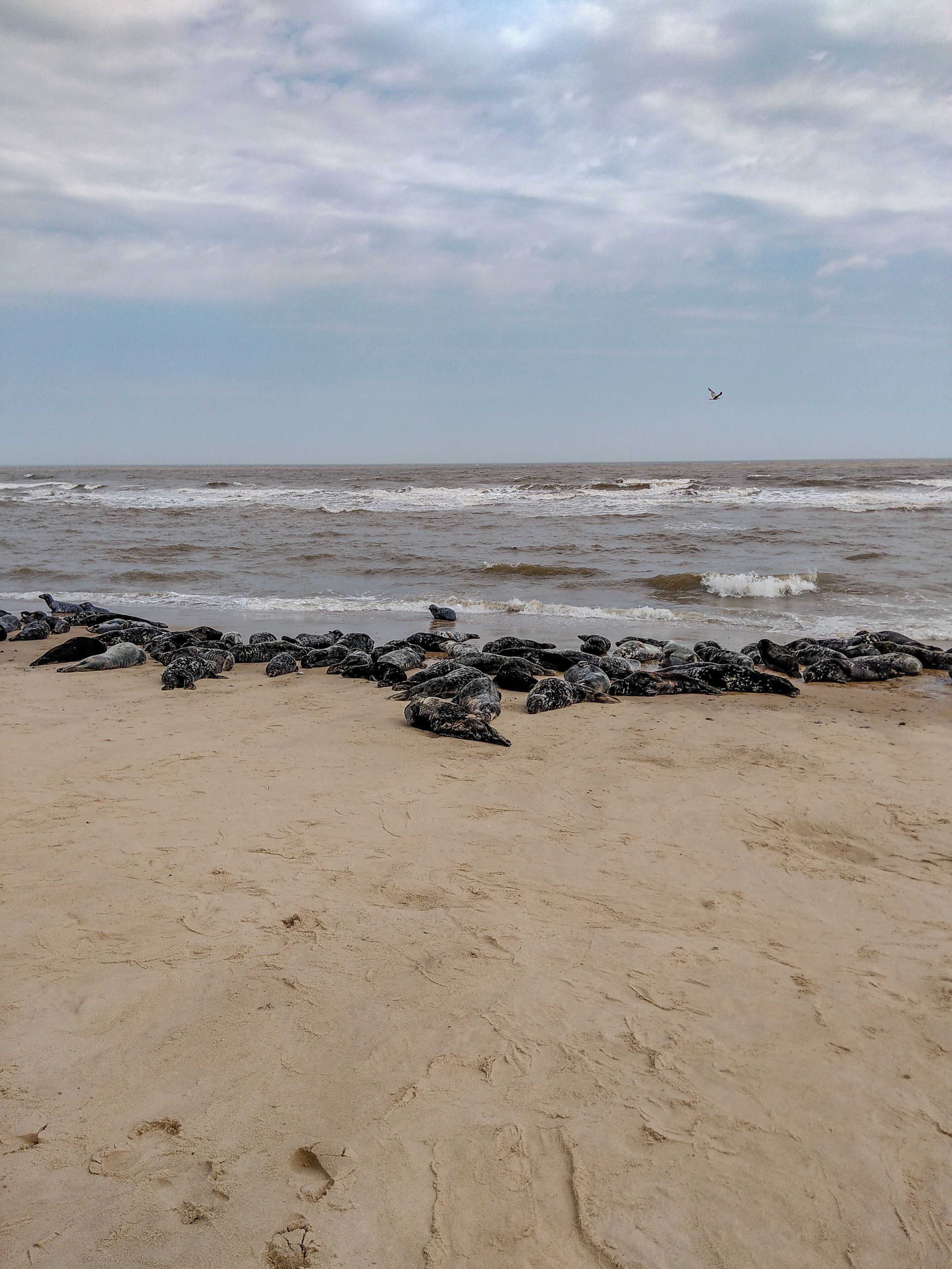 A20 minutes flat walk from the car park (£3.00 for 2 hours) and a sign directs you up and over the sand dune to the seals. On this sunny May day over 200 were on the beach. Dogs on leads can come to. What a fantastic sight for a short bit of effort. #BeachTips