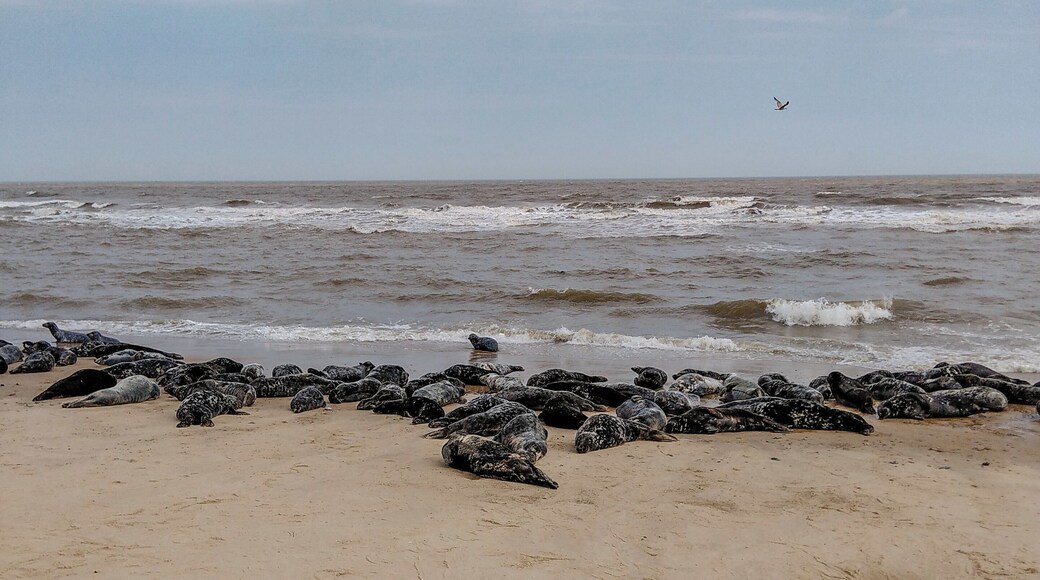 A20 minutes flat walk from the car park (ÂŁ3.00 for 2 hours) and a sign directs you up and over the sand dune to the seals. On this sunny May day over 200 were on the beach. Dogs on leads can come to. What a fantastic sight for a short bit of effort. #BeachTips