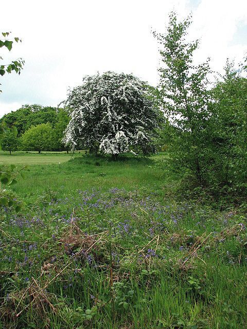 Un árbol grande con flores blancas en un campo de hierba con flores moradas.