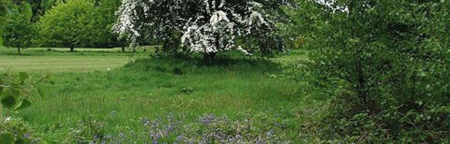 Un árbol grande con flores blancas en un campo de hierba con flores moradas.