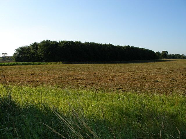 Small plantation to south of road