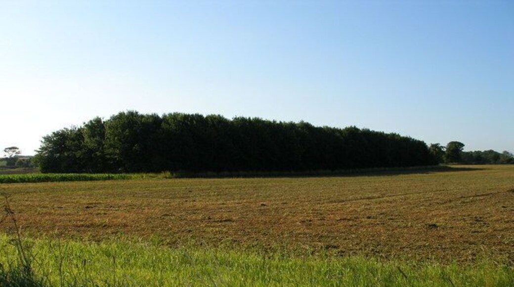 Small plantation to south of road