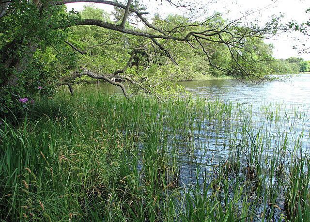Reeds growing along the shore View along the shoreline of Fritton Decoy.