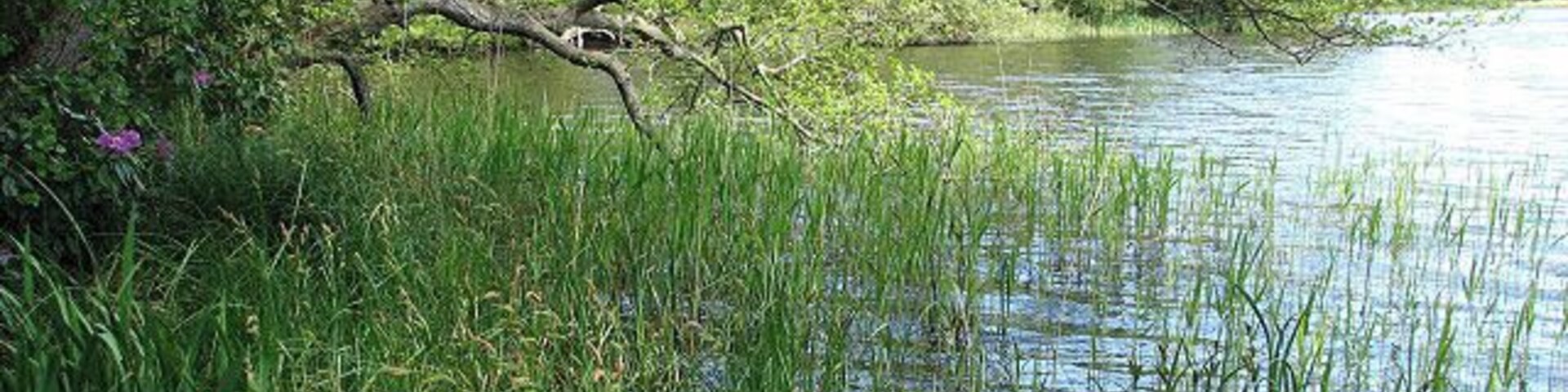 Reeds growing along the shore View along the shoreline of Fritton Decoy.