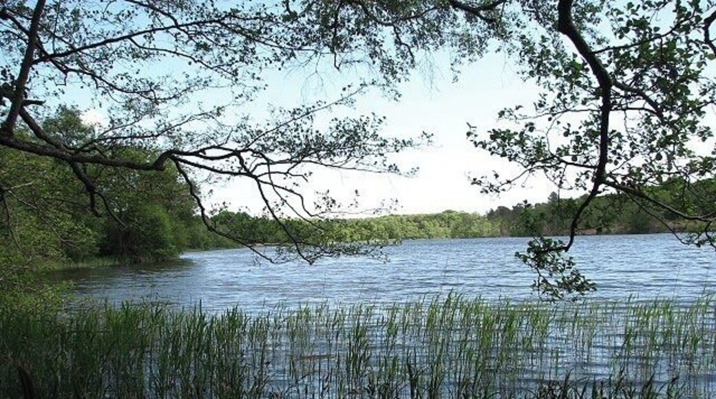 Fritton Decoy The view is northeasterly.