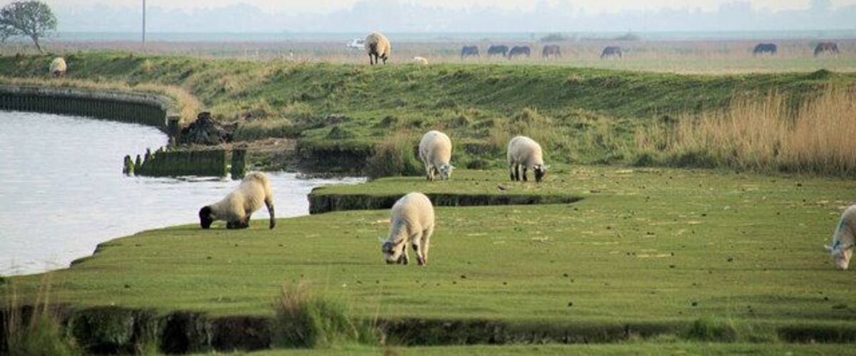 Scaregap Farm Sheep grazing on the south bank of the Bure, Scaregap Farm.