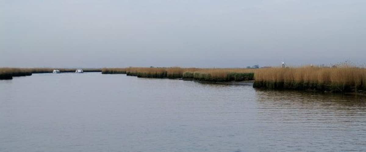 A calm water body with tall grasses along the edges and a clear sky.