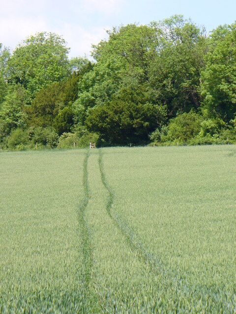 Bridleway Climbing the Hog's Back Tractor tracks follow the bridleway up the hill from Puttenham.