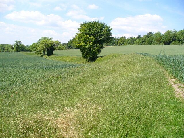 Grassy Bank on the Hog's Back This bank runs across a cereal field, following the contour line, parallel to the ridge. It is maybe an old boundary.