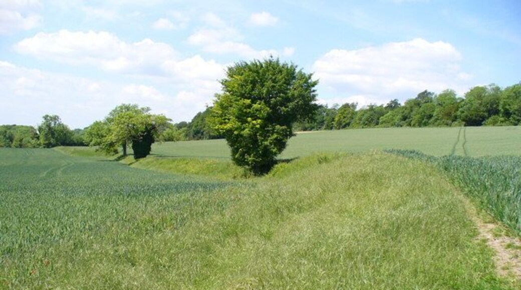 Grassy Bank on the Hog's Back This bank runs across a cereal field, following the contour line, parallel to the ridge. It is maybe an old boundary.