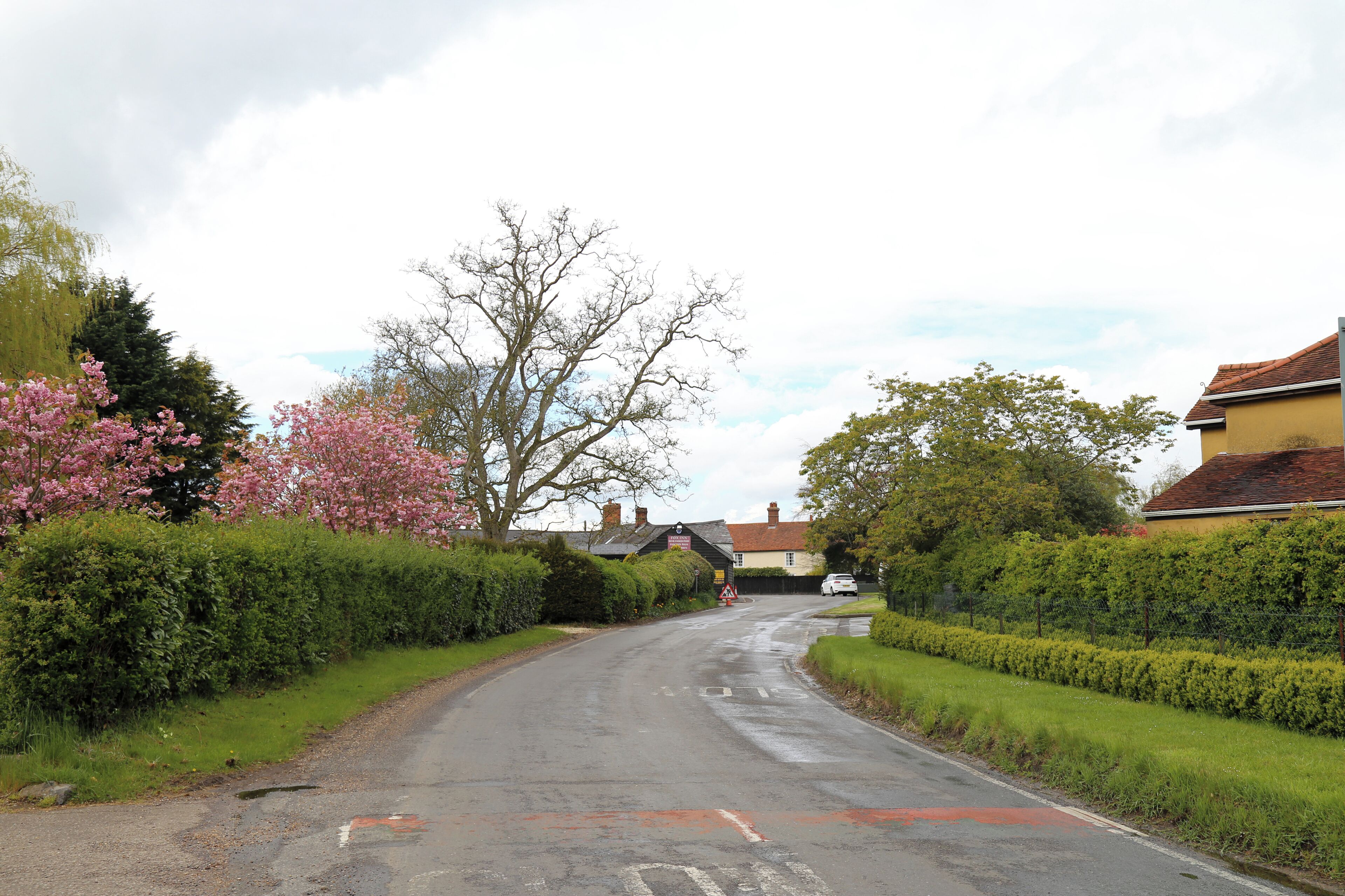 A road lined with flowering trees, through Matching Tye, Essex, England