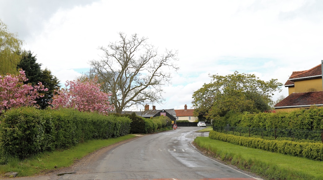 A road lined with flowering trees, through Matching Tye, Essex, England