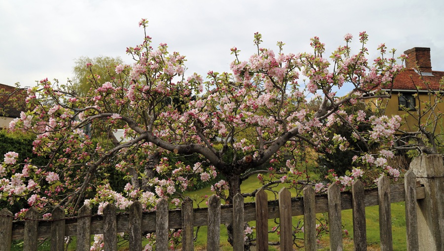 A fence with flowering tree at Matching Tye, Essex, England