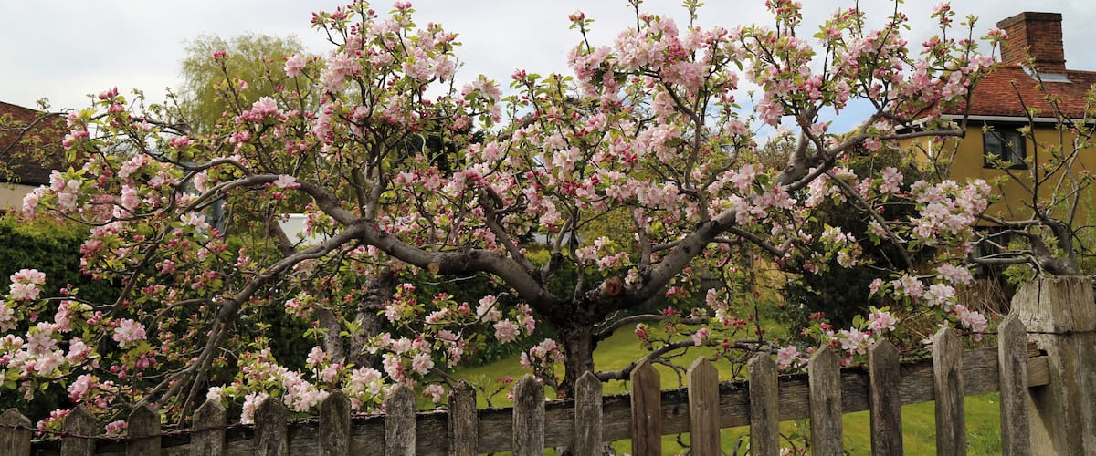 A tree with pink blossoms in front of a wooden fence.
