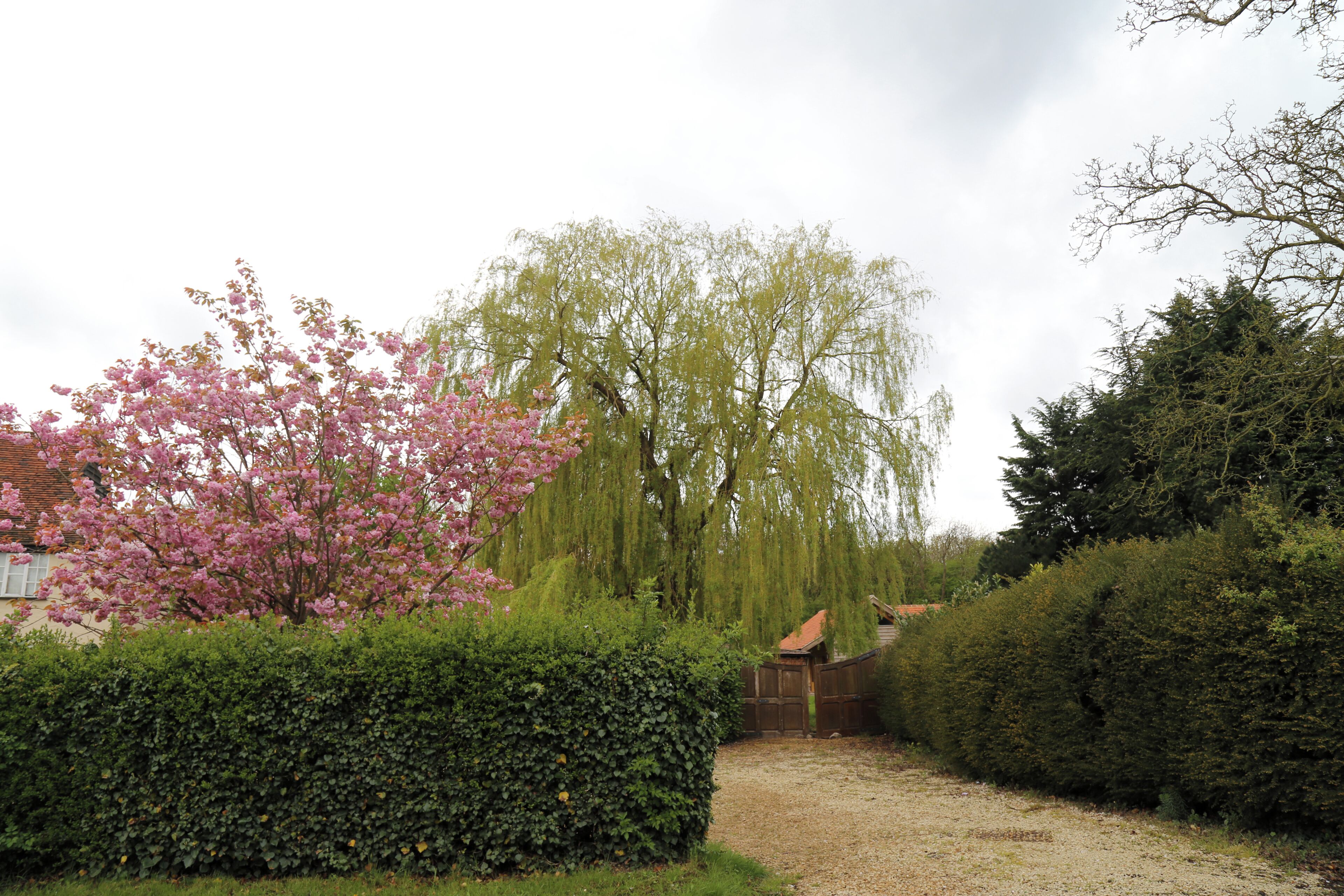 A flowering tree, weeping willow, and hedges at Matching Tye, Essex, England