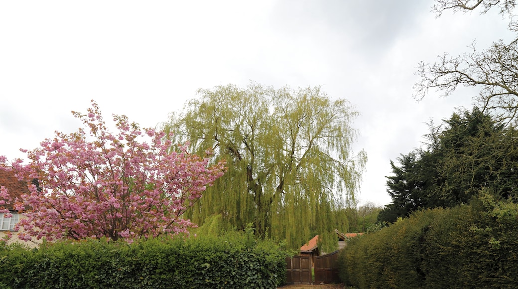 A flowering tree, weeping willow, and hedges at Matching Tye, Essex, England