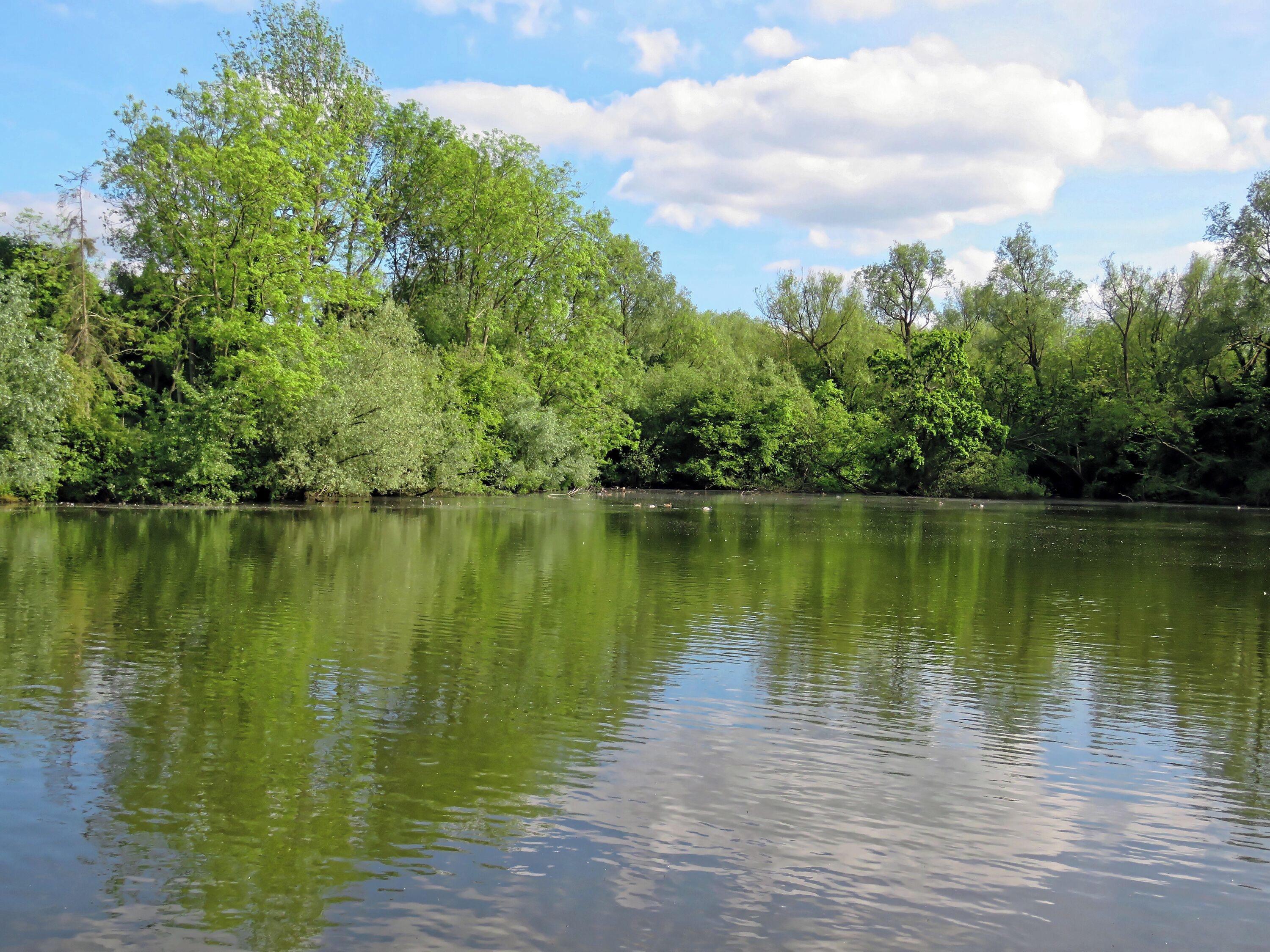 Man-made 19th-century fishing lake to the north-east of St Mary's Parish Church in the civil parish of Matching, in Essex, England. Camera: Canon PowerShot SX60 HS Software: File lens-corrected, optimized, perhaps cropped, with DxO OpticsPro 11 Elite, and likely further optimized with Adobe Photoshop CS2.