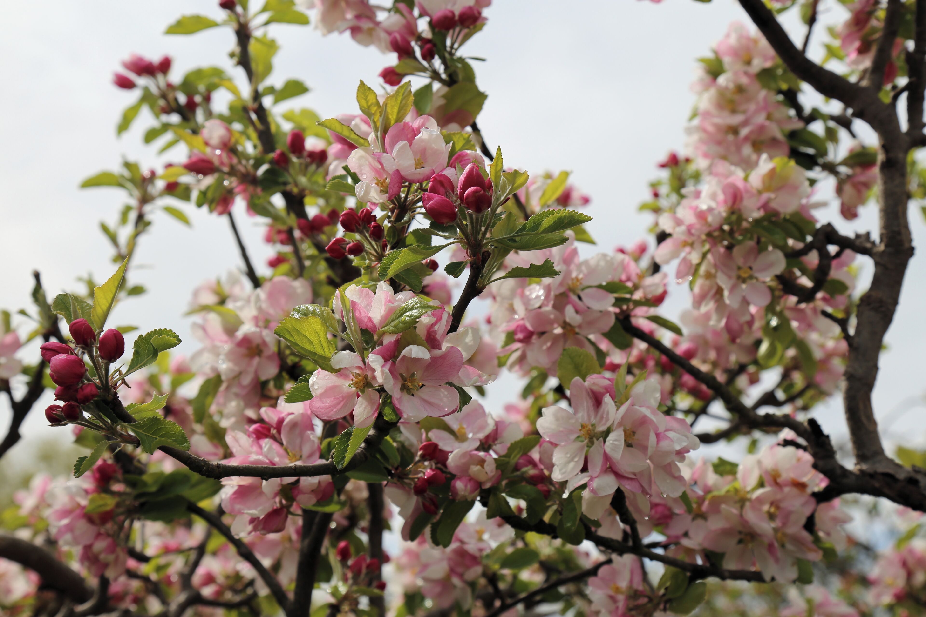 Tree blossom at Matching Tye, Essex, England