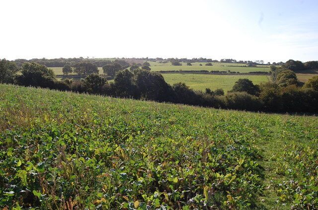 Land near Carters Farm Currently planted with turnips.