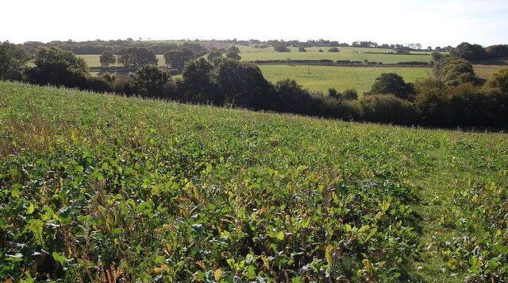 Land near Carters Farm Currently planted with turnips.