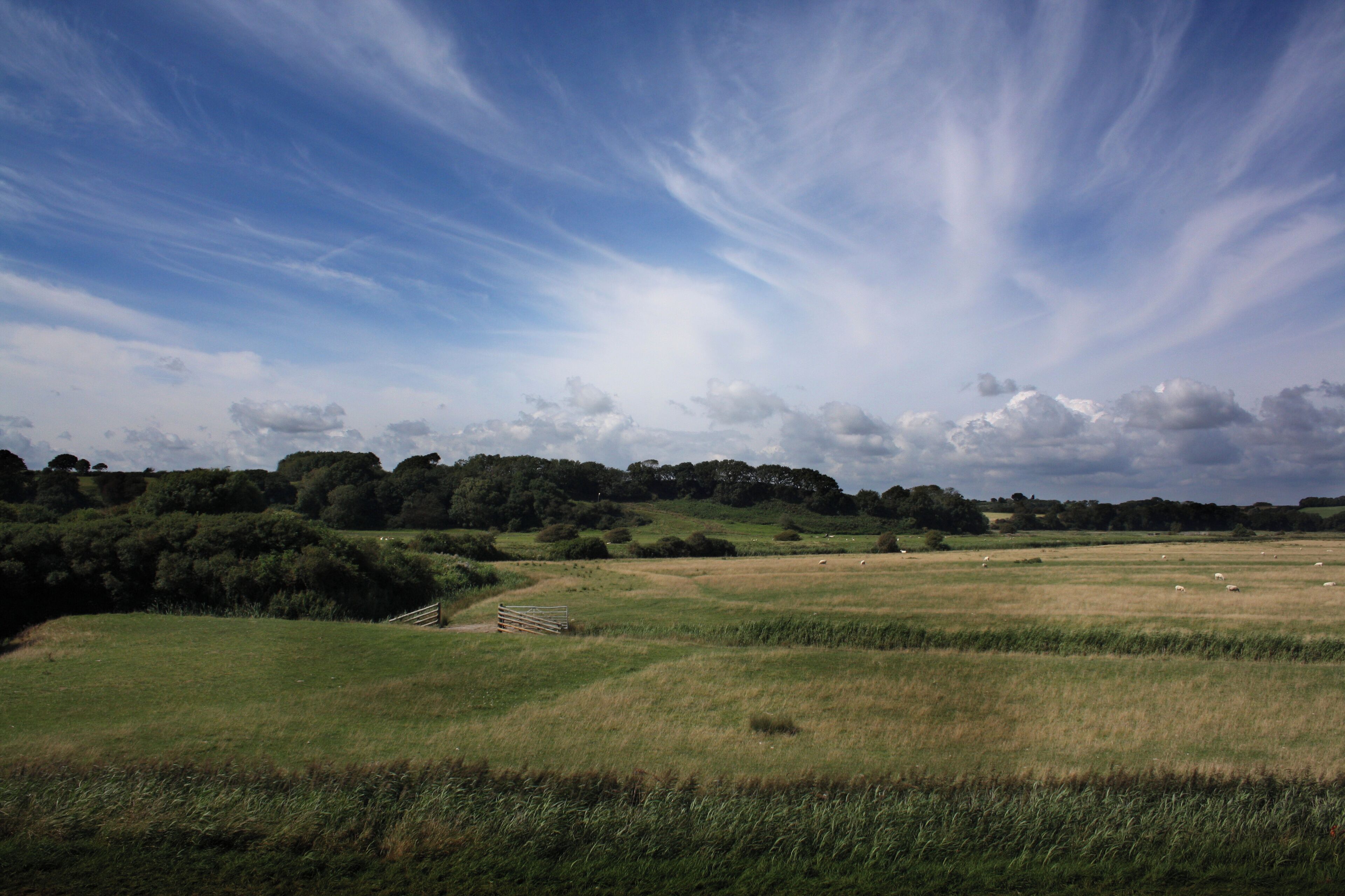 A grassy field with a wooden fence and trees in the background under a blue sky with clouds.
