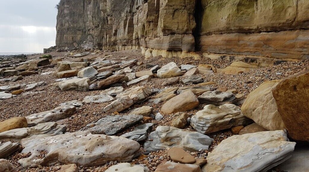 Pett Level is located on the South East coast of England and is a 'Site of Special Scientific Interest' - A 5000 year old forest!
At low tide on this beach you can see tree roots, trunks and branches of this ancient forest.
After the last Ice Age, sea level was lower than it is today and the forest began growing on what was dry land. As the climate warmed the ice began melting and the sea level rose, claiming the land the forest was on. The trees and roots became preserved below the water in the mud.
Due to the sea level rising the forest is becoming exposed again where the tide has worn the mud away. Its a fascinating place to visit at low tide.