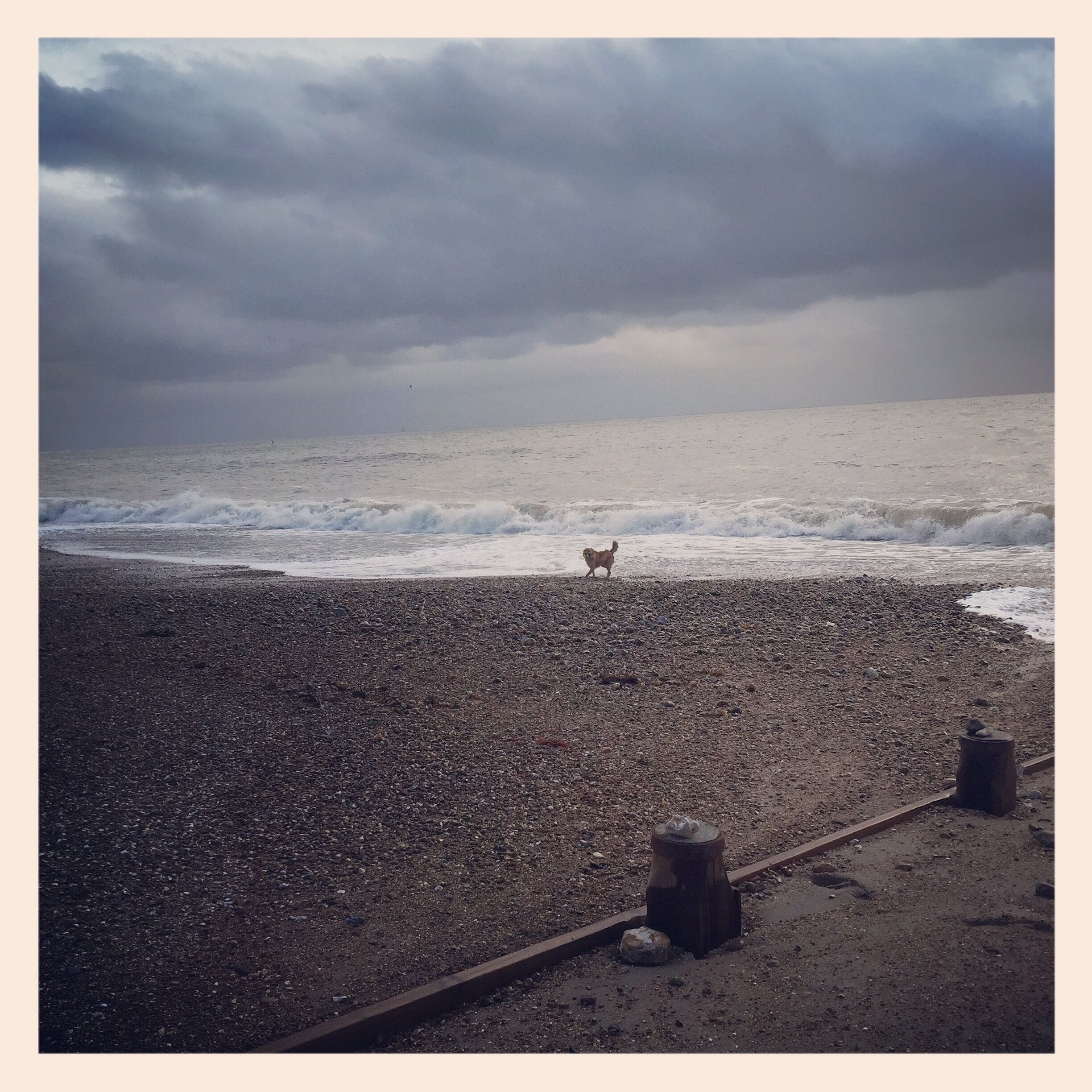 A walk on a great beach with my boy, Flynn 😊