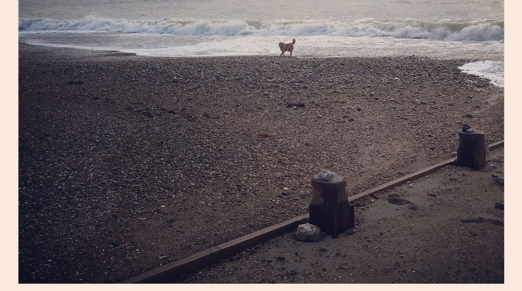 A walk on a great beach with my boy, Flynn 😊
