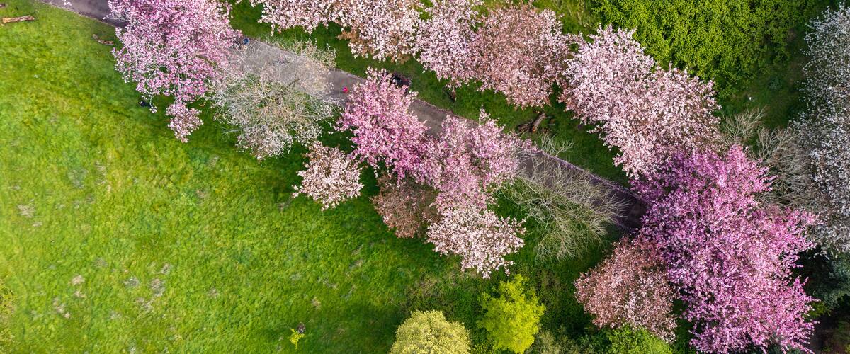 Aerial view of a row of cherry trees in pink blossom at a public gardens, Liverpool, Merseyside, England