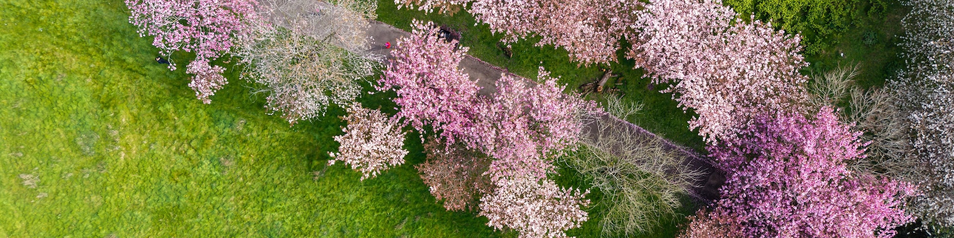 Vista aérea de un parque con árboles de cerezo en flor.