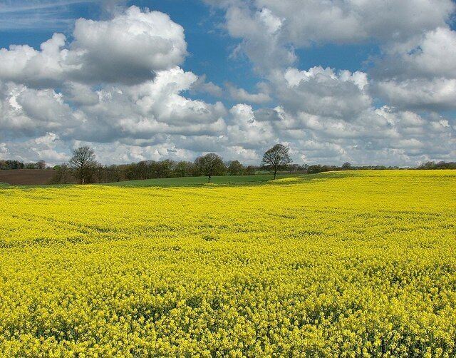 Rapeseed field The vivid yellow flowers of rapeseed are now a common sight in rural England.