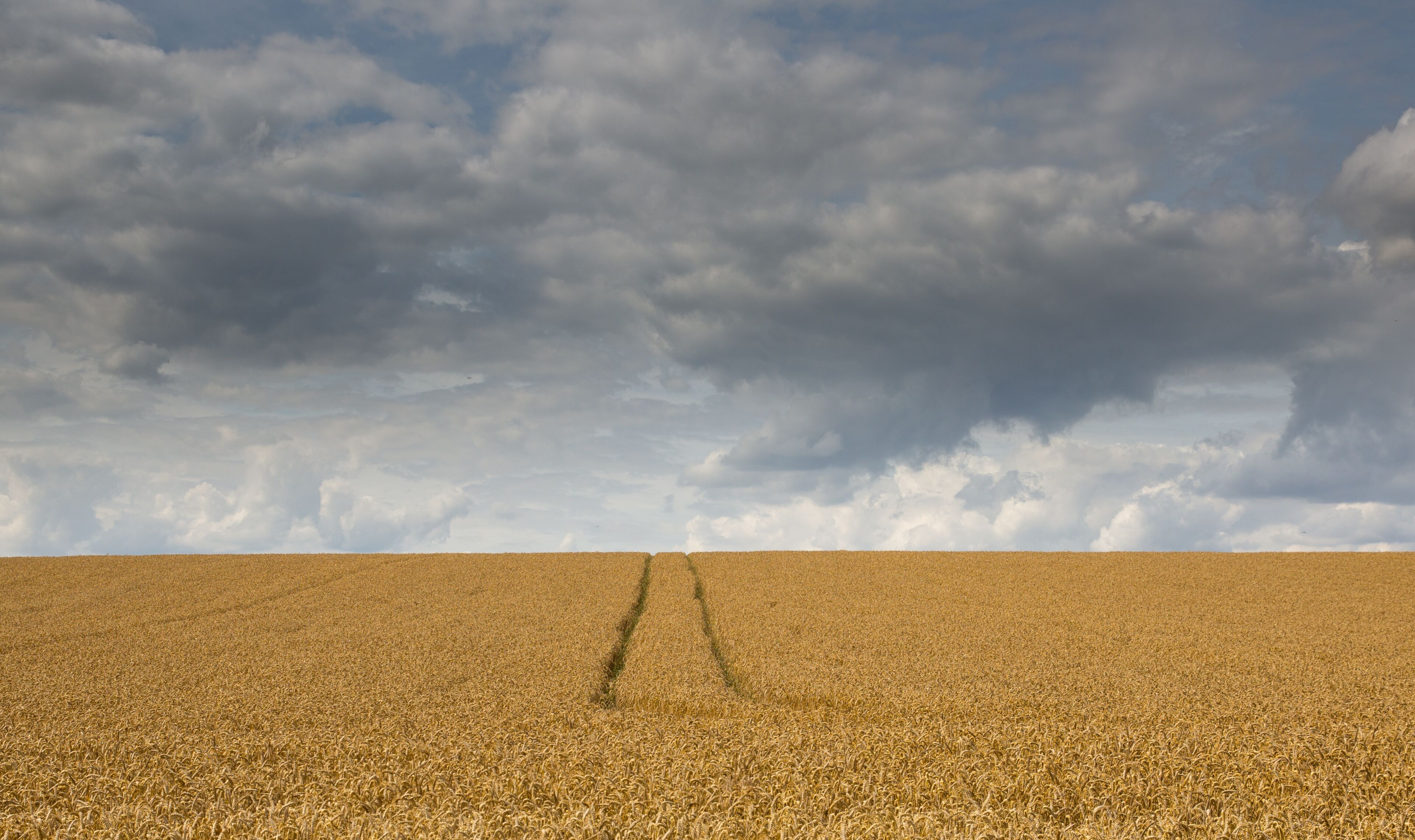 Summer storm clouds over a corn field in Hertfordshire, England