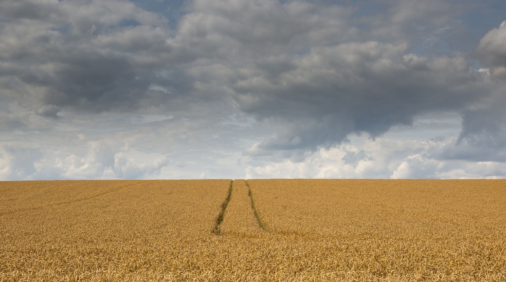 Summer storm clouds over a corn field in Hertfordshire, England