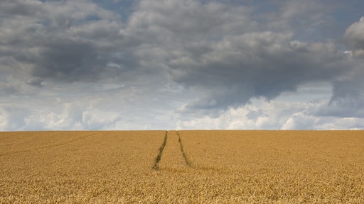 Summer storm clouds over a corn field in Hertfordshire, England