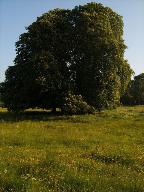 Meadows between roads A stunning tree with lovely meadows around it.