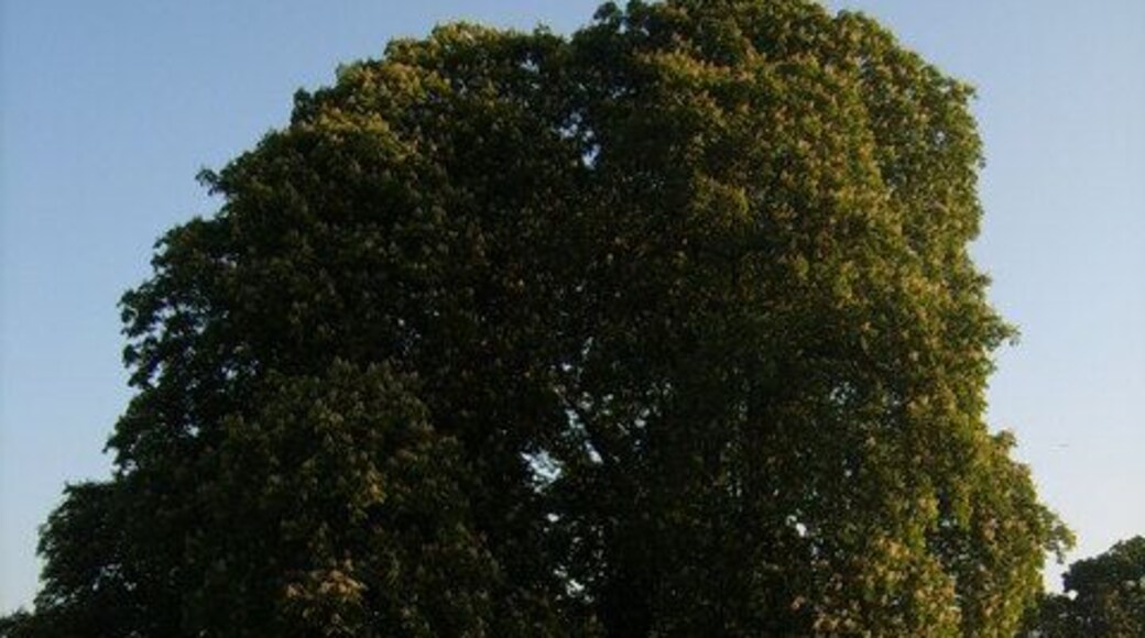 Meadows between roads A stunning tree with lovely meadows around it.